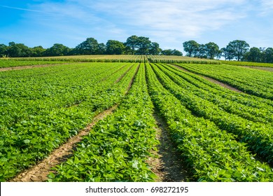 French Beans Growing On Vegetable Farm. Sunny Day At The End Of Summer.