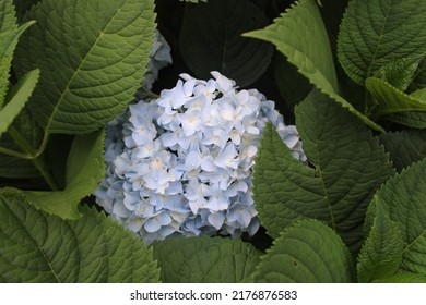 French Blue Hydrangea Bush In Bloom