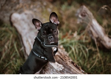 French Bull Dog In The Park: Black And White Coloured French Bulldog Puppy