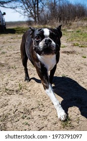 French Bull Dog Running Around At A Park.