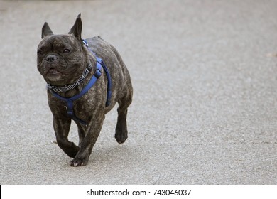 French Bull Dog Running Without A Leash In An Open Dog Park Area.  Isolated Against A White Concrete Background  And Wearing Blue Harness.