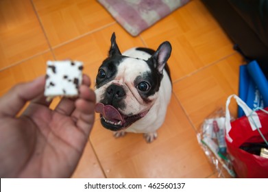 French Bull Dog Treats Dog Looking At Hand. /Focus Selection