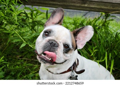 French Bull Dog White With Black Spot Tongue Out