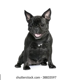 French Bulldog 1 Year Old Sitting Stock Photo 38833597 | Shutterstock