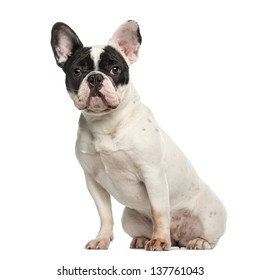 French Bulldog 10 Months Old Sitting Stock Photo 137761043 | Shutterstock