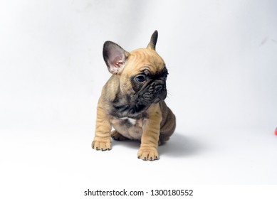 French Bulldog Puppy Stock Photo 1220162554 | Shutterstock