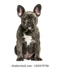 Bulldog Francais Images Stock Photos Vectors Shutterstock