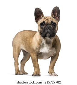 French Bulldog 7 Months Old Stock Photo 215729782 | Shutterstock