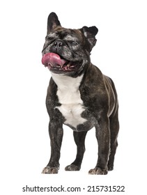 971 French bulldog old years Images, Stock Photos & Vectors | Shutterstock