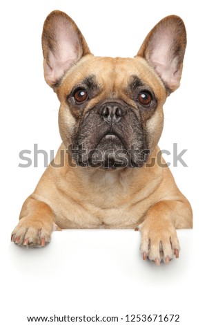 French Bulldog above banner, isolated on white background. Animal themes