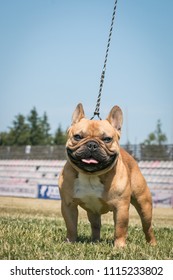 French Bulldog After Dog Show Posing. Hot Day In Stadium.