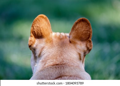 French Bulldog Back Head And Neck. Off-leash Dog Park In Northern California.