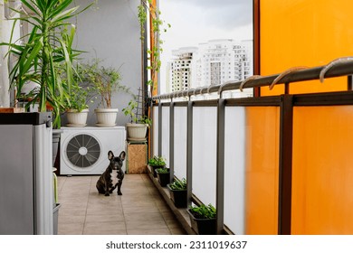 French bulldog in balcony at home - Shutterstock ID 2311019637