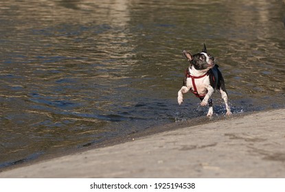 French Bulldog, Barton Springs, Austin Texas