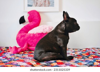 French bulldog in bed at home - Shutterstock ID 2311025339