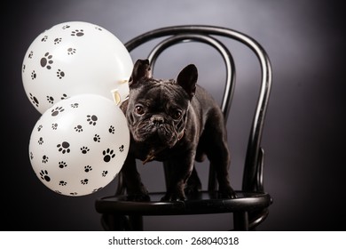 French Bulldog With Birthday Balloons