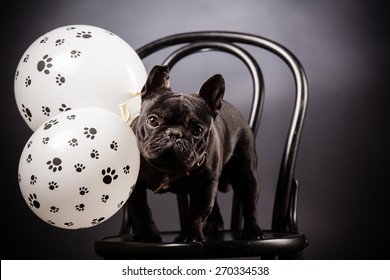 French Bulldog With Birthday Balloons