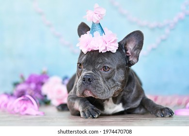 French Bulldog with birthday part hat lying down in front of blurry blue background with paper streamers