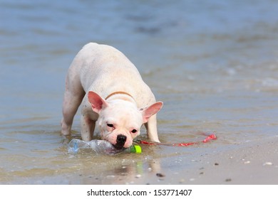 French bulldog bite plastic bottles on the beach