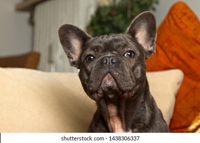 bulldog dalmatian mix