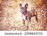 French bulldog blue with light background