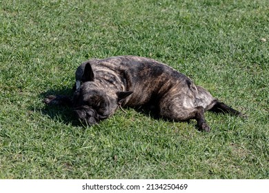 French Bulldog Boy In Mowed Lawn, Funny Position	