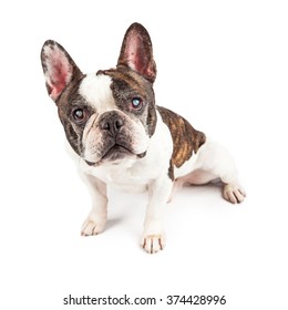 French Bulldog Breed Dog Blind Eyes Stock Photo 374428996 | Shutterstock