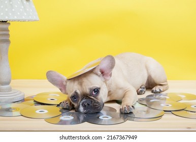 A French Bulldog Breed Dog Lies On Music CDs With A Sad Muzzle Against A Yellow Wall Under A Cozy Vintage Lamp With A Green Shade And With One CD On Its Head.