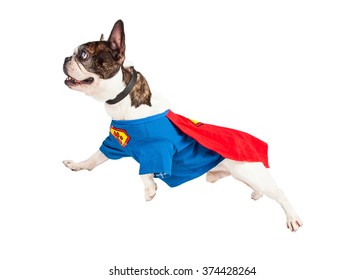 French Bulldog breed dog wearing super hero costume flying over white background