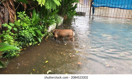 French Bulldog And Chihuahua Dog Stay In The Flood After The Lot Rain With Owner,for A Human Walking Barefoot In Flood,be Careful Of Leptospirosis.