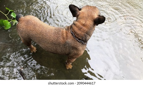 French Bulldog And Chihuahua Dog Stay In The Flood After The Lot Rain With Owner,for A Human Walking Barefoot In Flood,be Careful Of Leptospirosis.