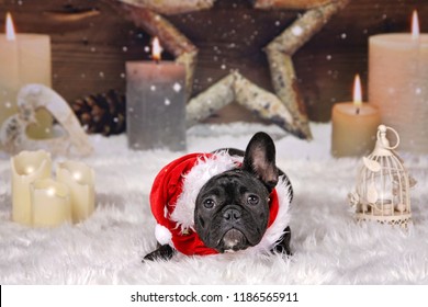 French Bulldog Christmas