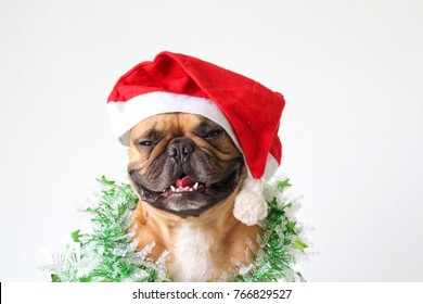 99+ French Bulldog Clipart Christmas