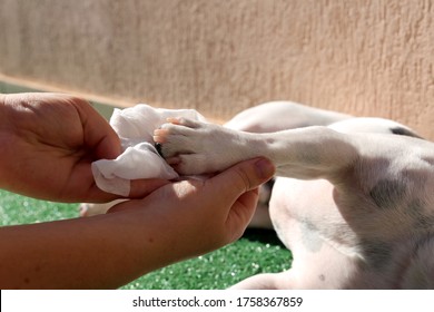 French bulldog cleaning his paws after walk