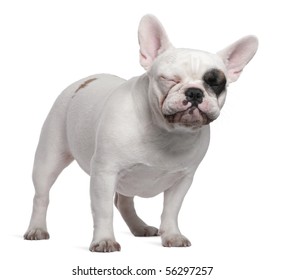 92,600 Dog closing eyes Images, Stock Photos & Vectors | Shutterstock