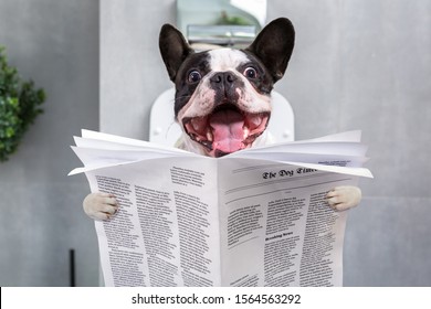 French bulldog with crazy smile is sitting on a toilet seat with the newspaper