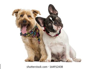 French Bulldog and crossbreed dog sitting next to each other, isolated on white