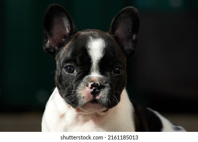 French bulldog cute amazing puppy 