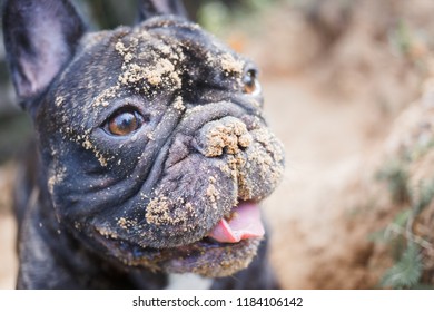 French bulldog digging in the sand, close up dog face