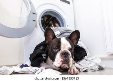 French Bulldog With Dirty Laundry At The Electric Washer