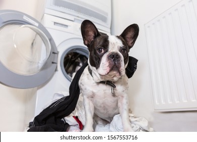 French Bulldog With Dirty Laundry At The Electric Washer