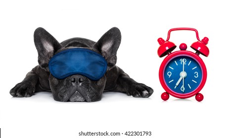 french bulldog dog with alarm clock isolated on white background sleeping and dreaming with eye mask