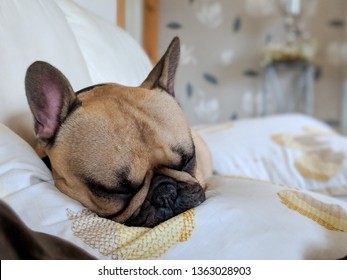french bulldog dog asleep on couch