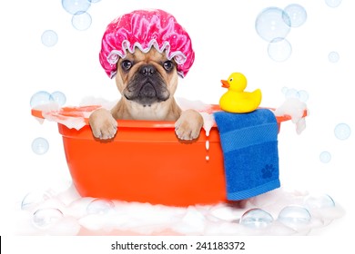 french bulldog dog in a bathtub not so amused about that , with yellow plastic duck and towel, covered in foam , isolated on white background, wearing a bathing cap
