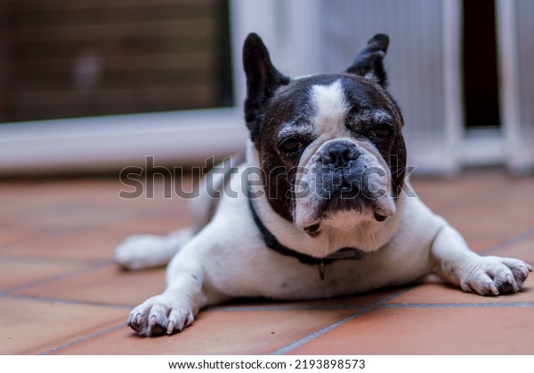 The French bulldog is a dog breed originating in\
France and established as such at the end of the 19th century. They\
were first bred by lacemakers in England and then in France when\
they were displace