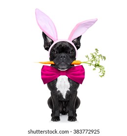 dog dressed as bunny