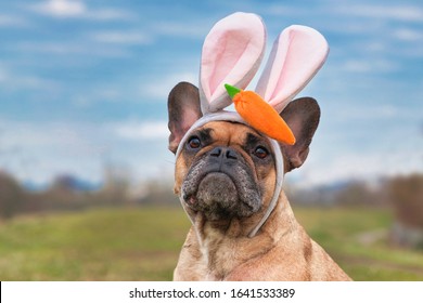 French Bulldog dog dressed up as easter bunny wearing a headband with big rabbit ears and plush carrot on head in front of blurry nature background
