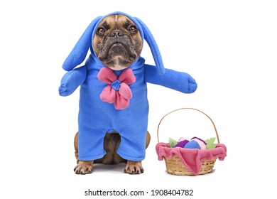 French Bulldog dog dressed up with Easter bunny costume with blue full body suit next to  Easter basket with eggs isolated on white background