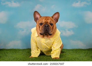french bulldog dog dressed as an easter bunny on a bench with painted eggs and daffodils