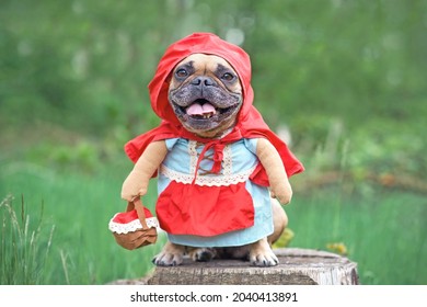 French Bulldog Dog Dressed Up As Fairy Tale Character Little Red Riding Hood With Full Body Costumes With Fake Arms Wearing Basket In Forest